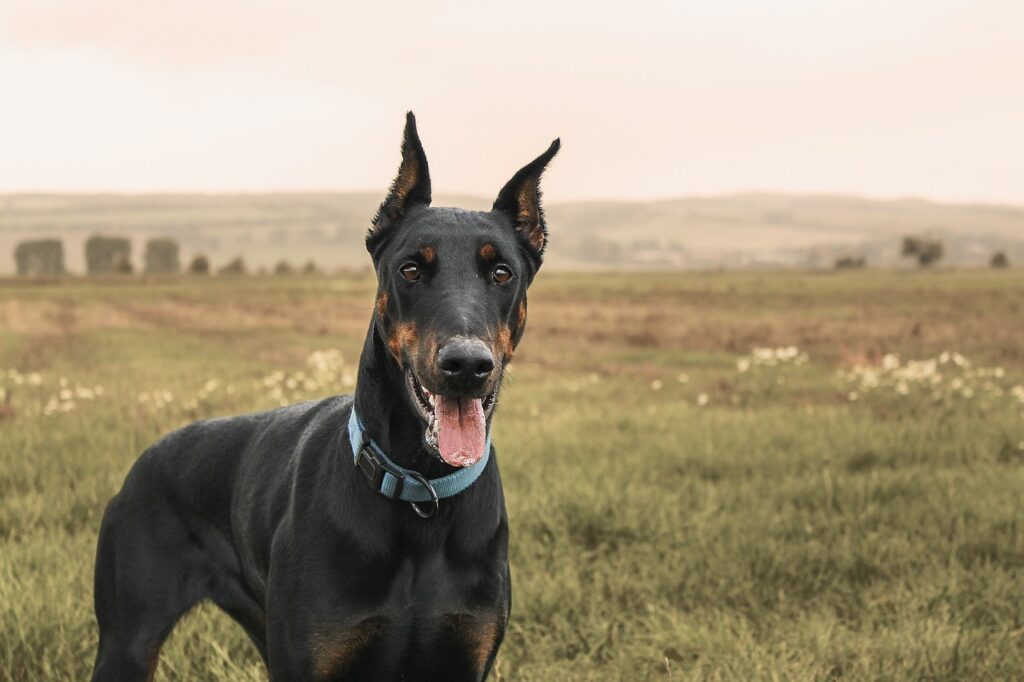 Doberman Pinscher in the fields