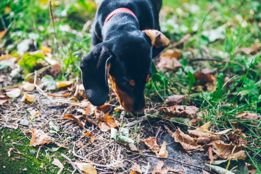 Daschund Sniffing something