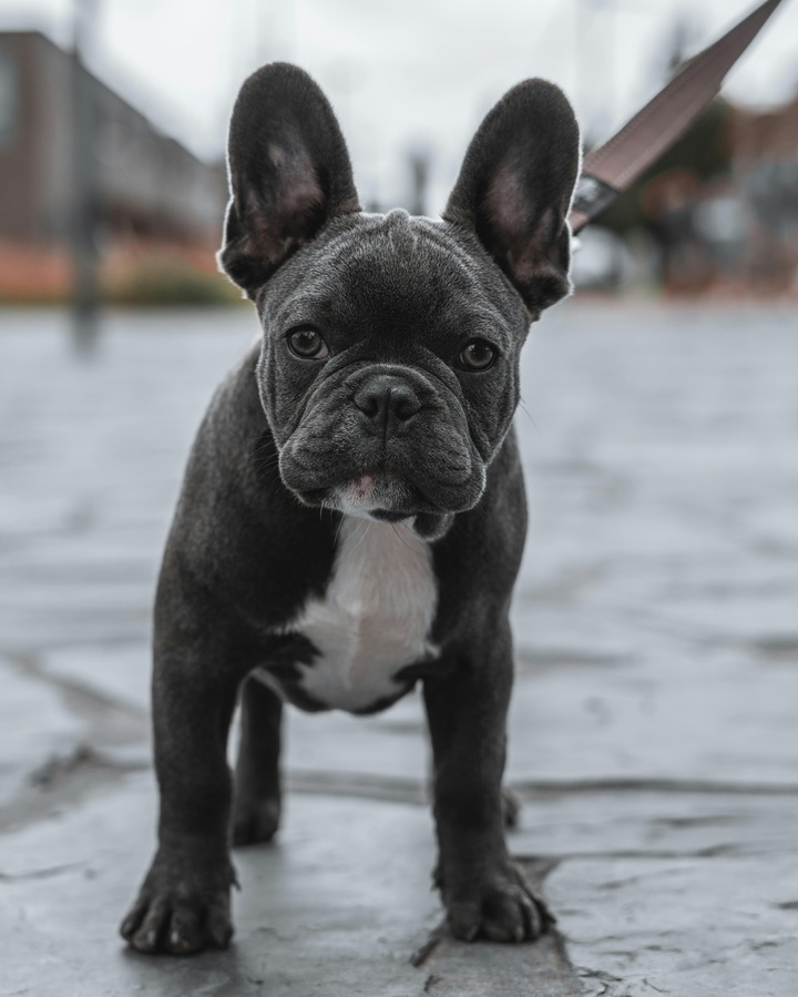 Bulldog