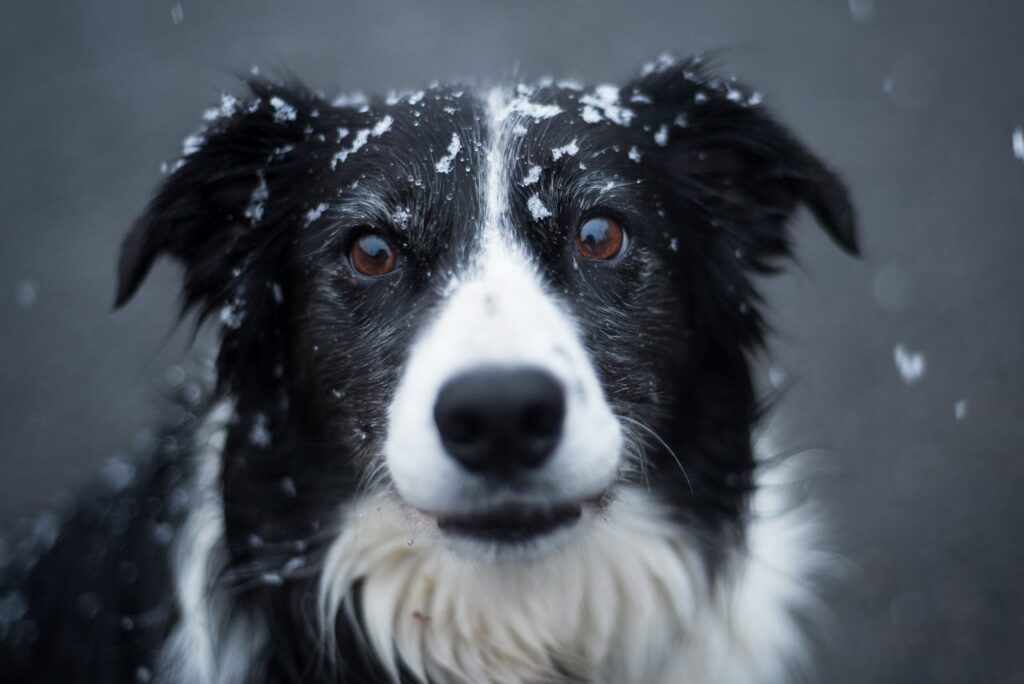 BORDER COLLIE