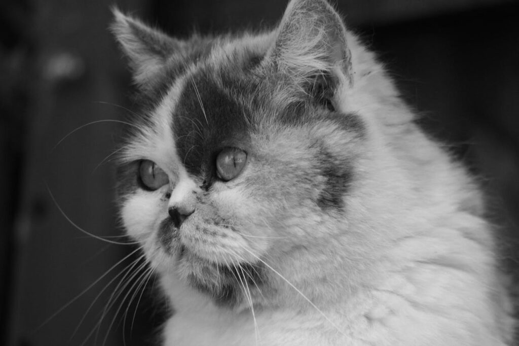 exotic shorthair