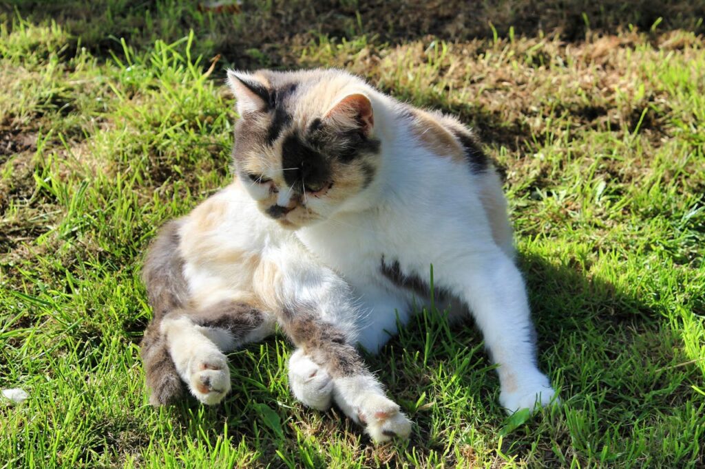 exotic shorthair