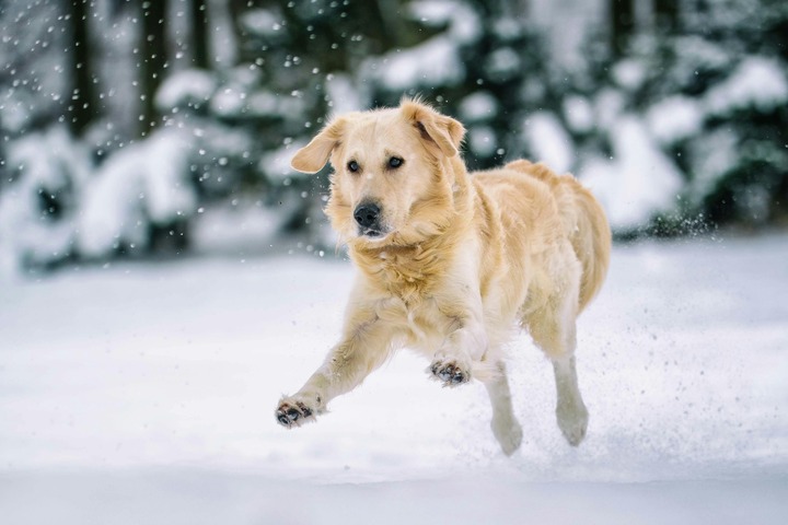 Labrador Retriever