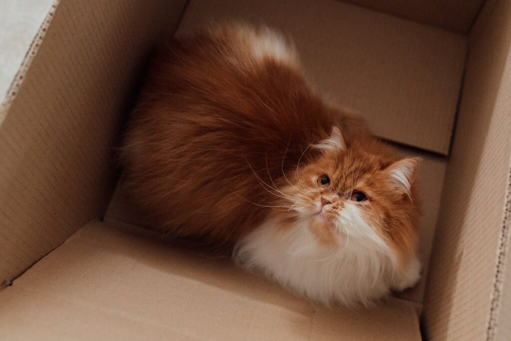 Persian cat in a box