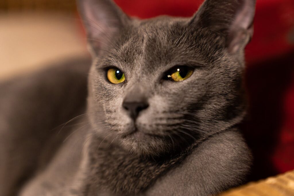 Russian Blue Cat