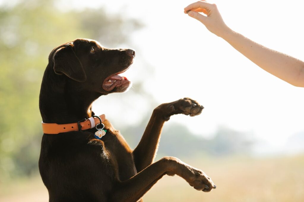 Training a dog with treats