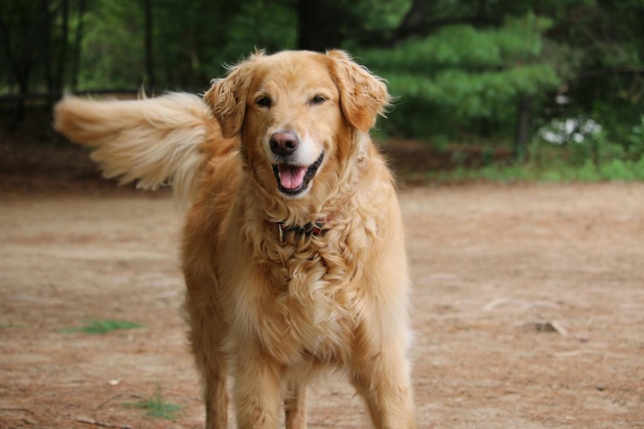 Golden Retriever
