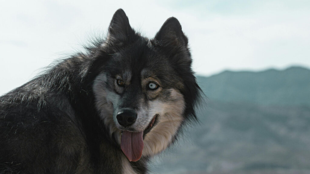 Utonagan looking fearce