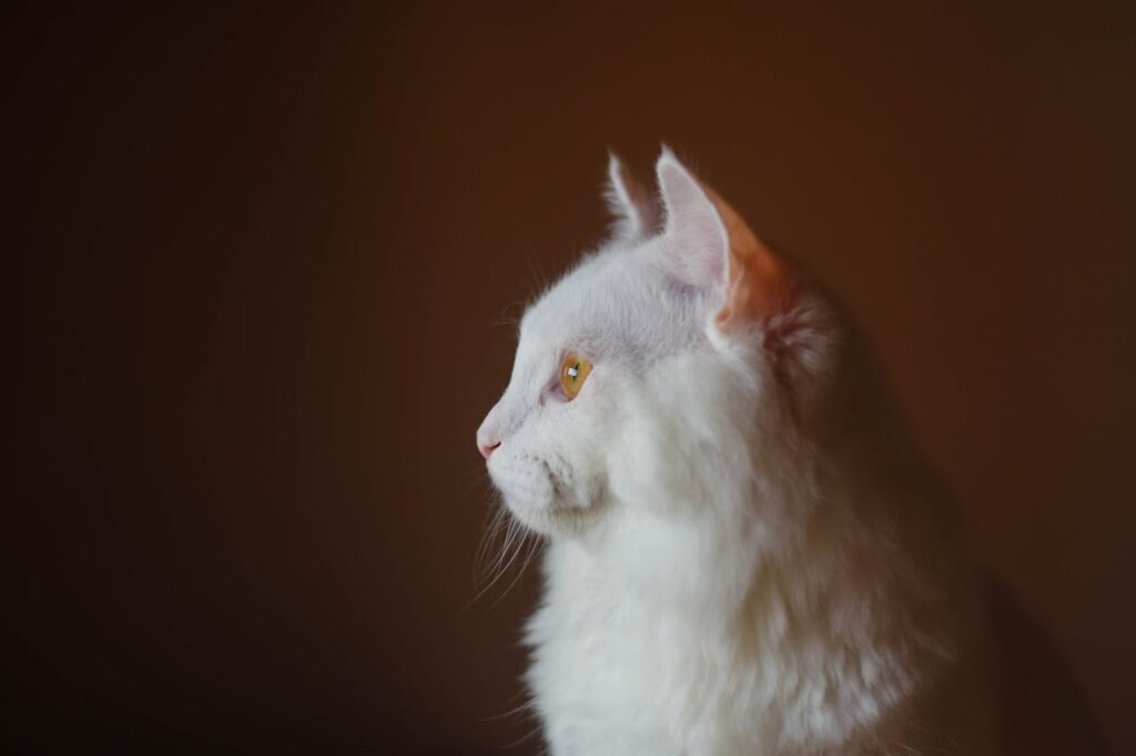 Turkish Angora