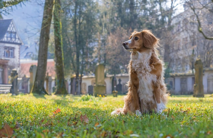 Cocker Spaniel
