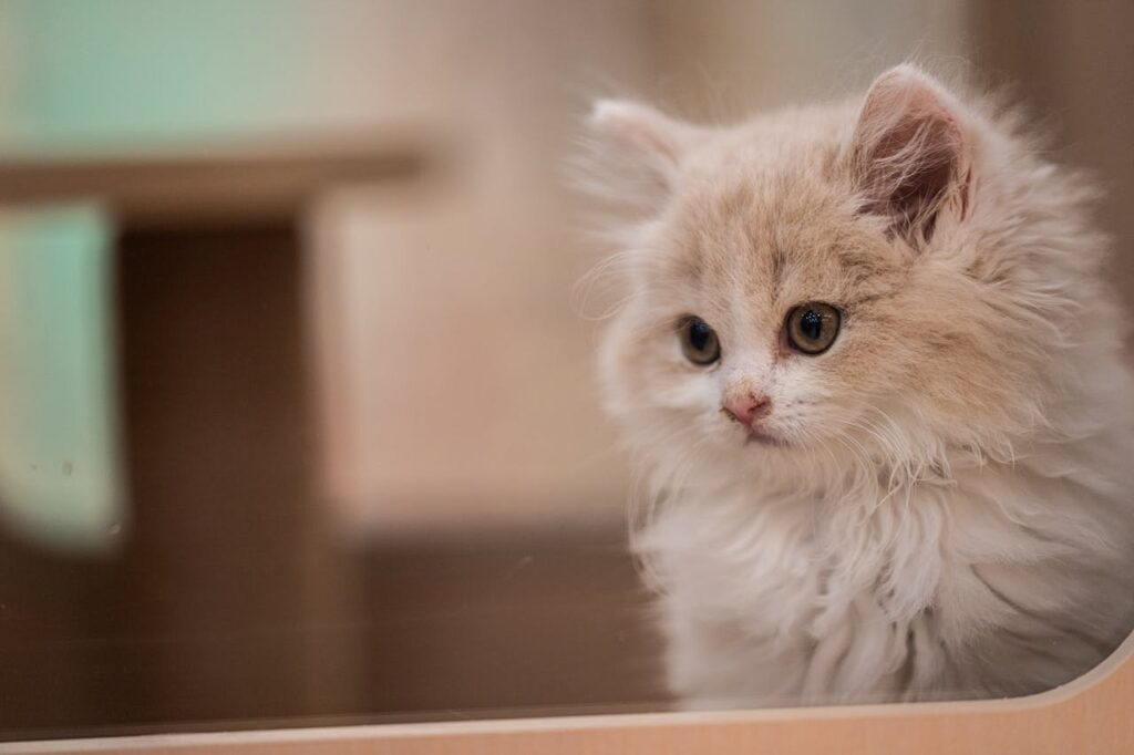 Doll-face Persian cat