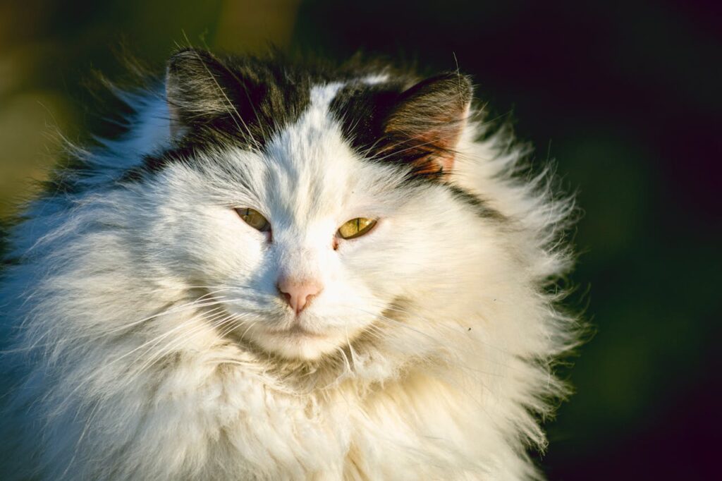 Norwegian Forest Cat