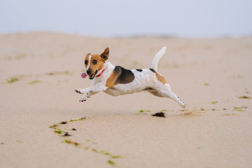 Beagle running on the beach
