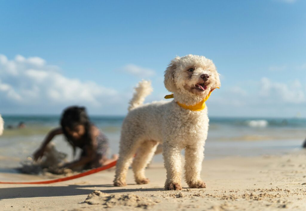 Poodle on a beach