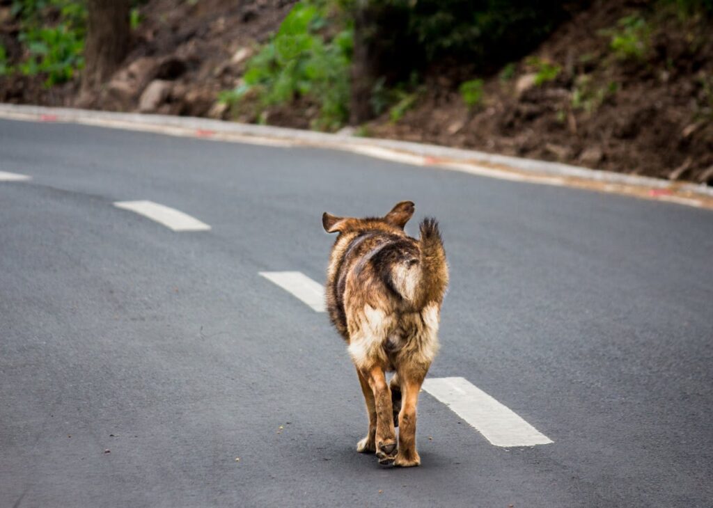 German Shepherd walking on the road