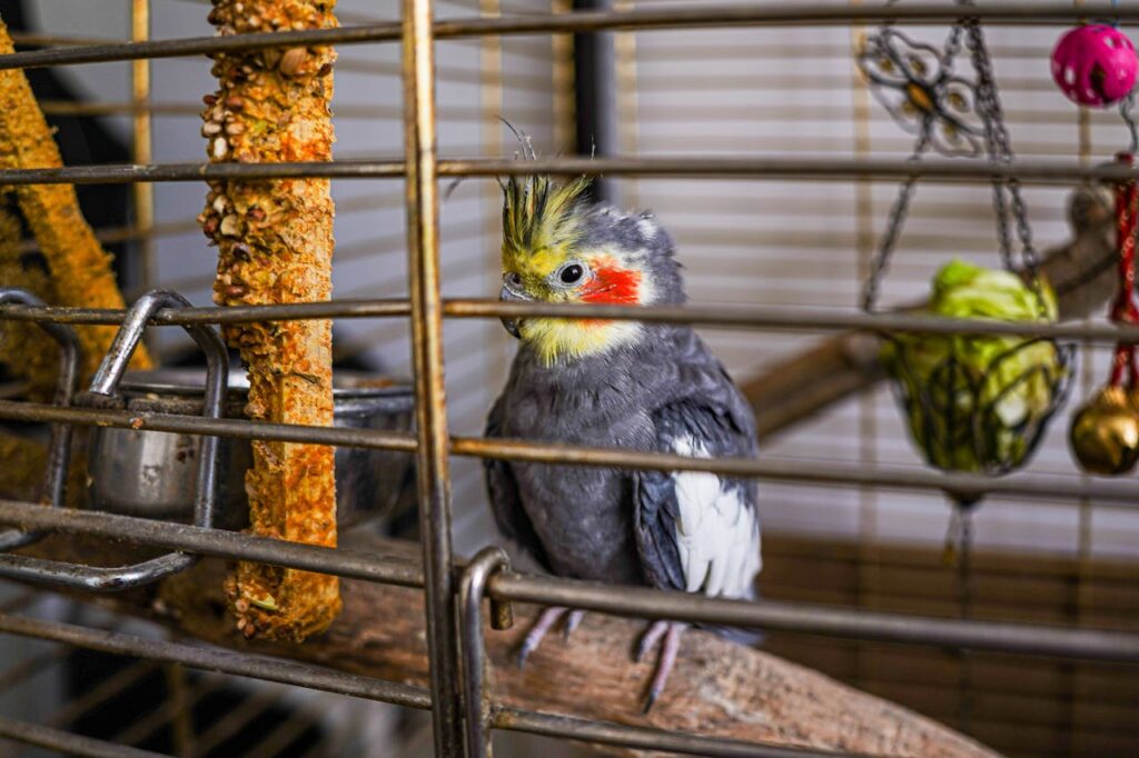 Cockatiel in cage
