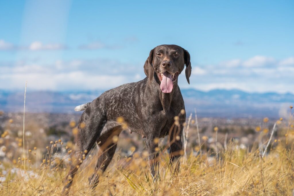 shorthair pointer