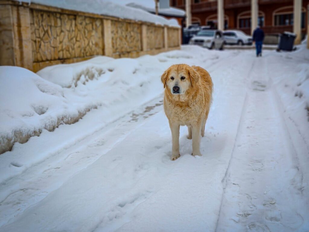 Great Pyrenees in snow