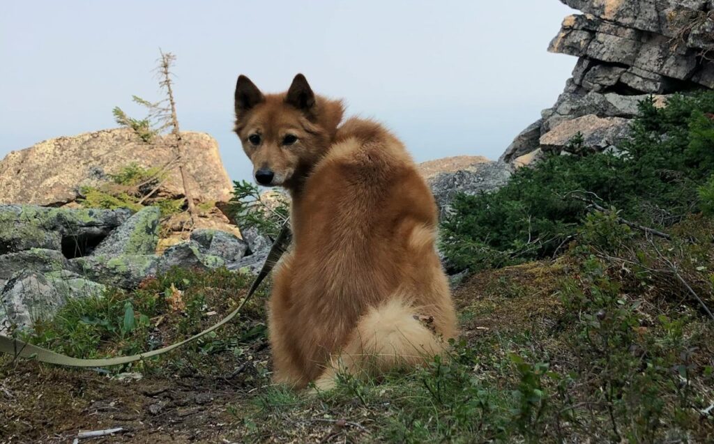 Finnish Spitz