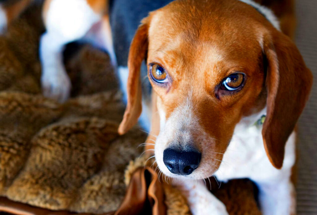 Beagle dog looking into camera