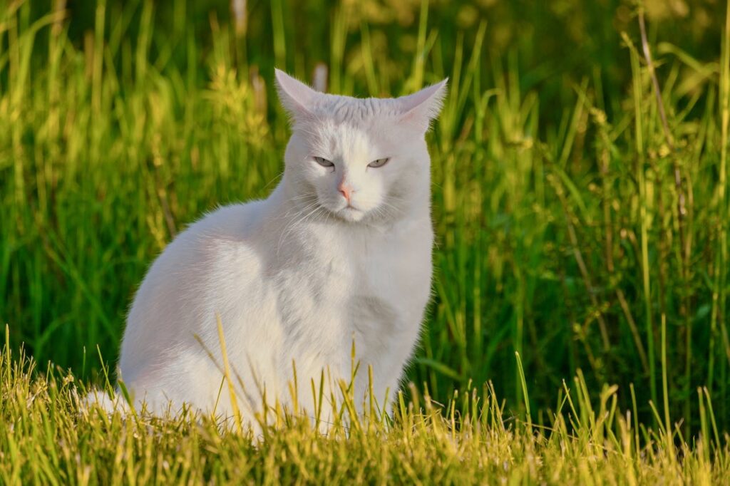 White cat in fields