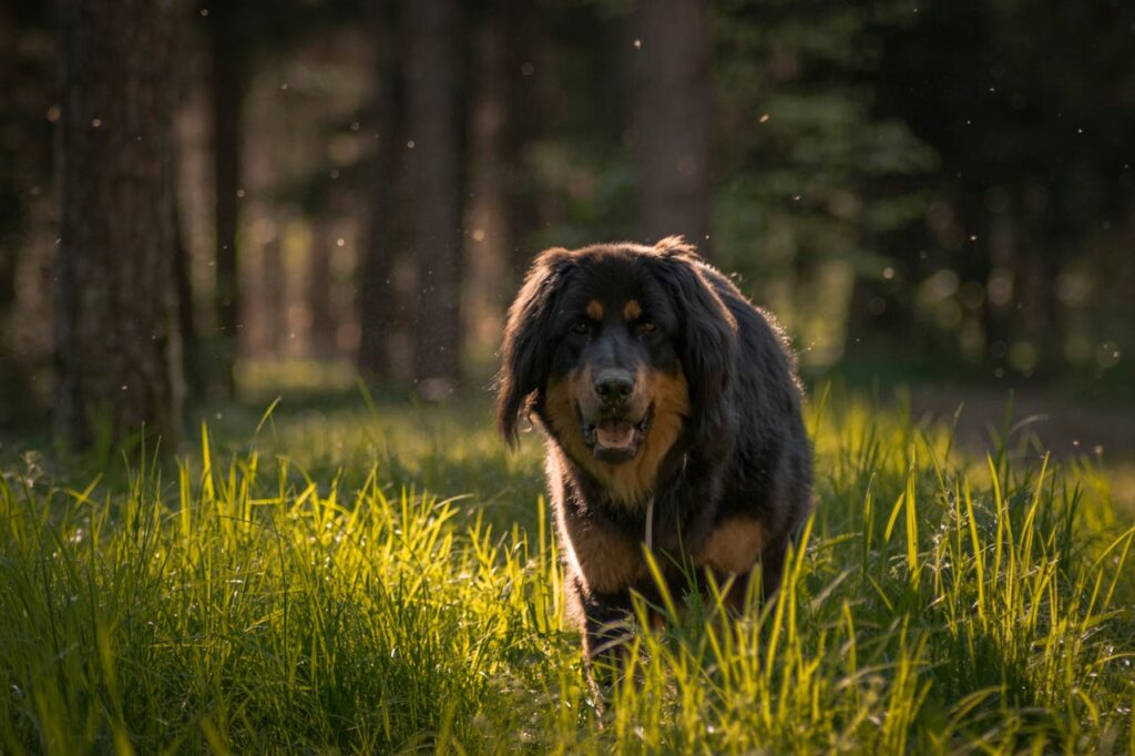 Tibetan Mastiff