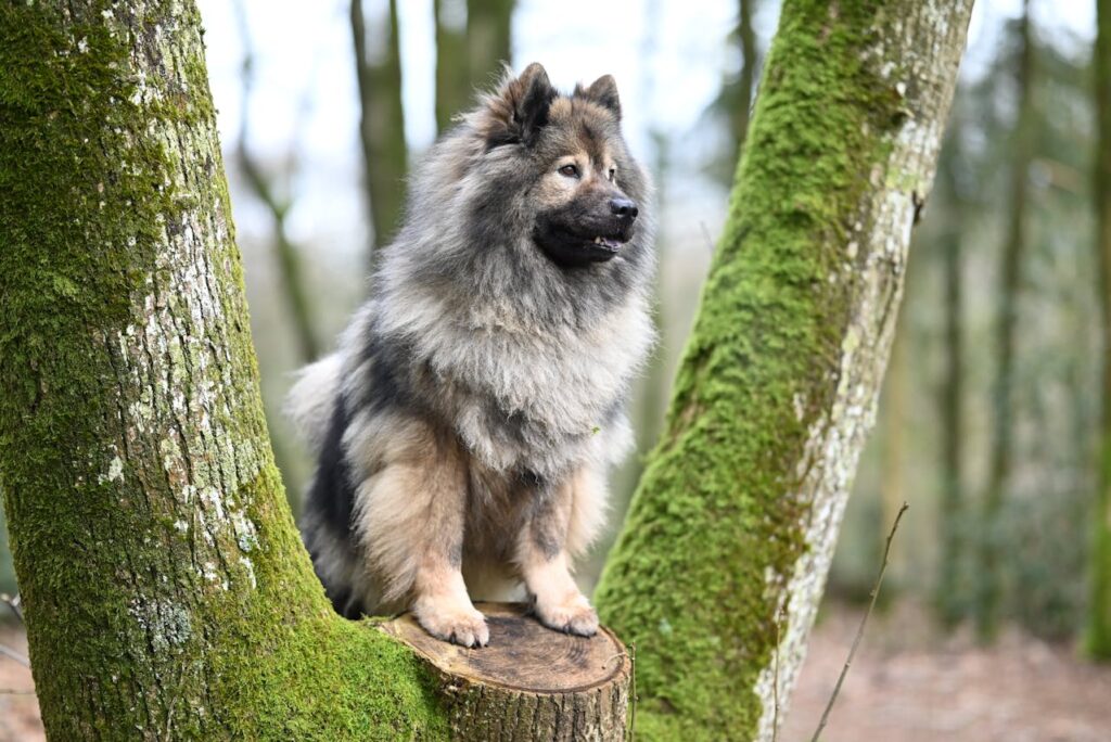 Keeshond