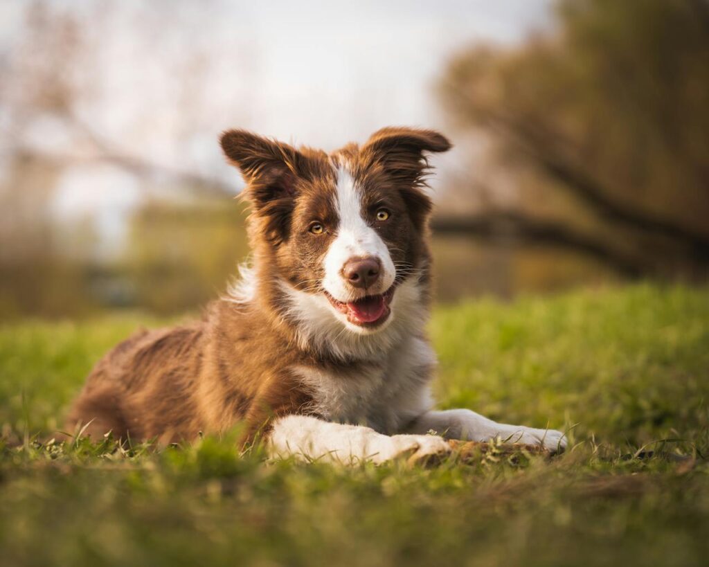 border collie