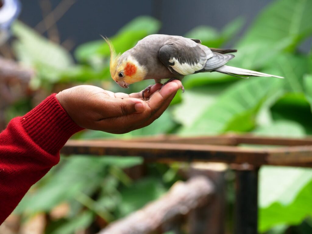 Cockatiel eating from a person's hand
