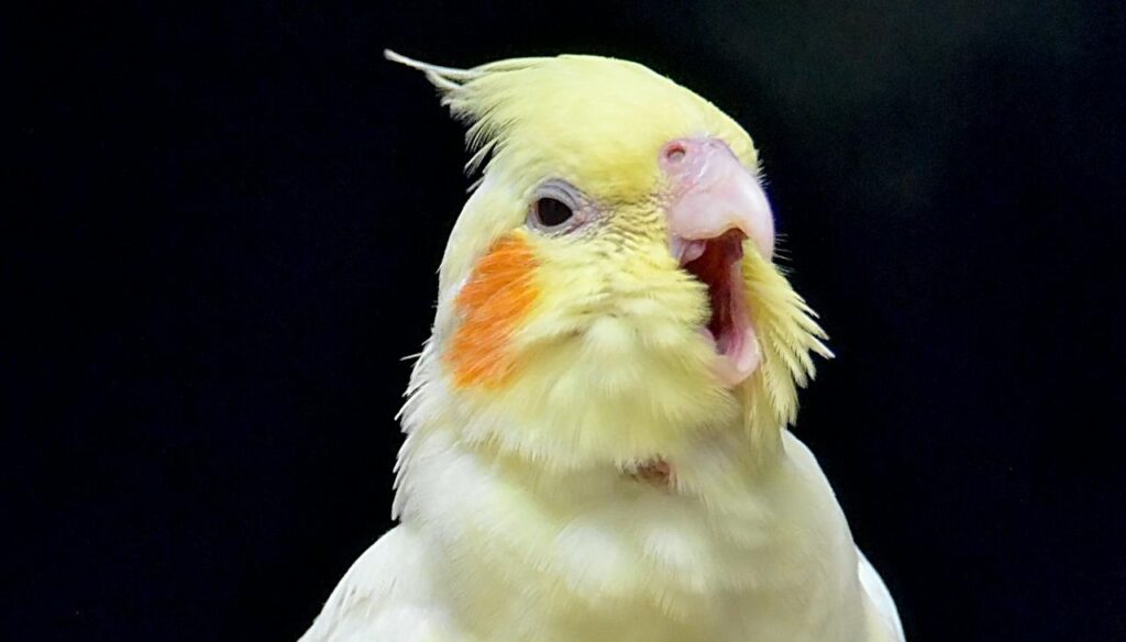 cockatiel chirping