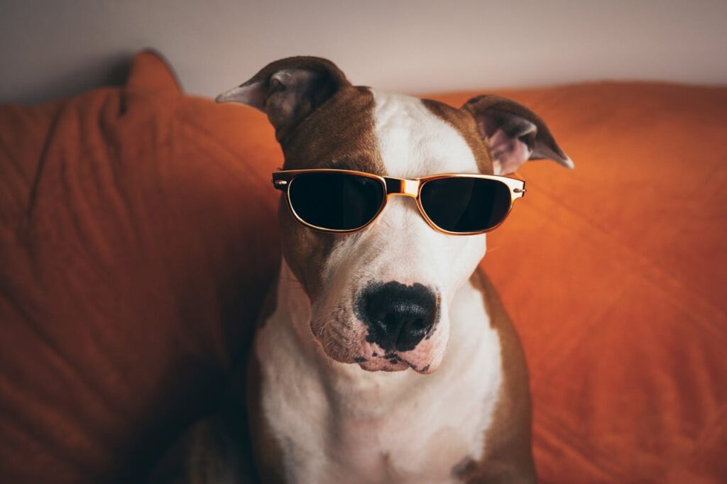 Stylish dog