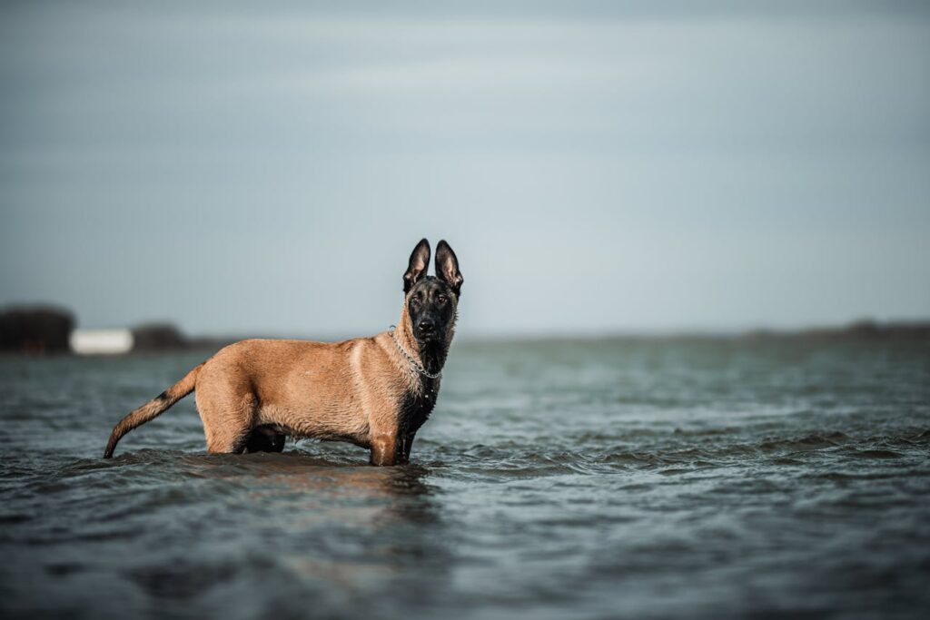 Belgian Malinois 