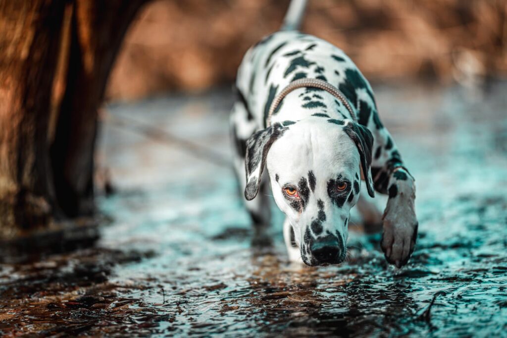 dalmatian
