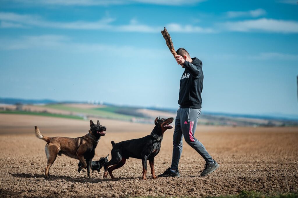 Belgian Malinois