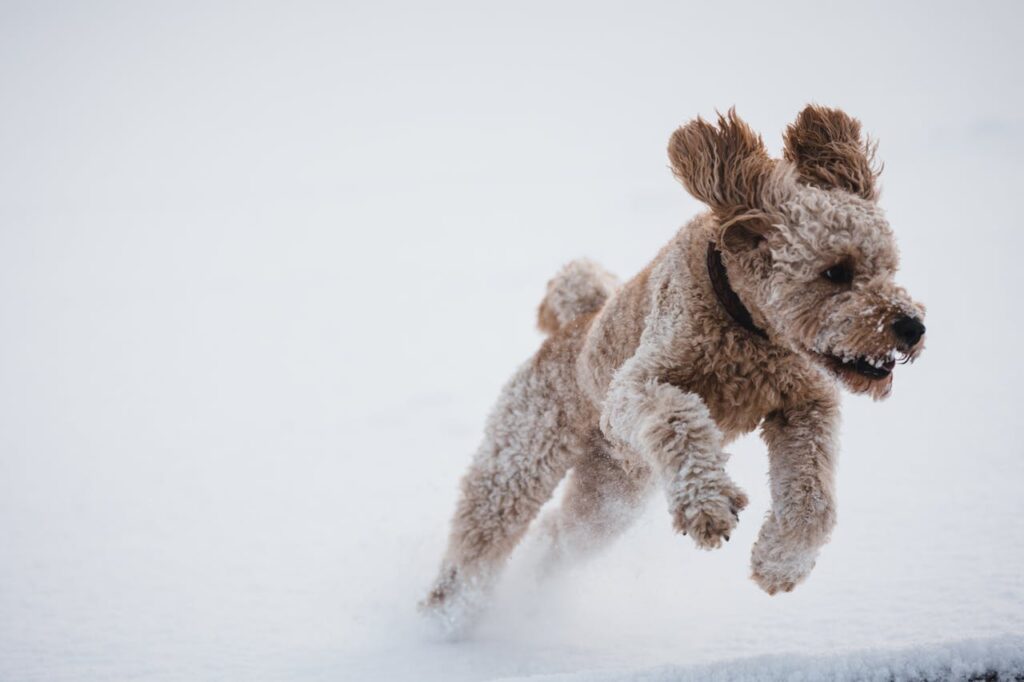 Poodle in snow