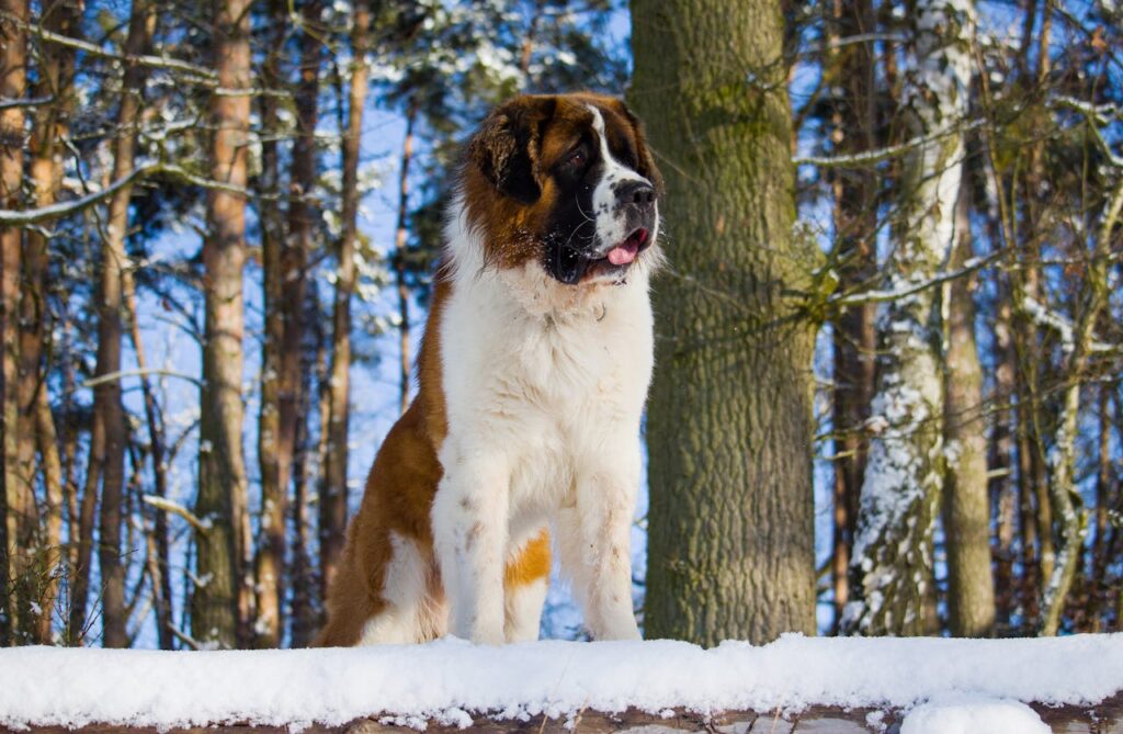 Saint Bernard in snow