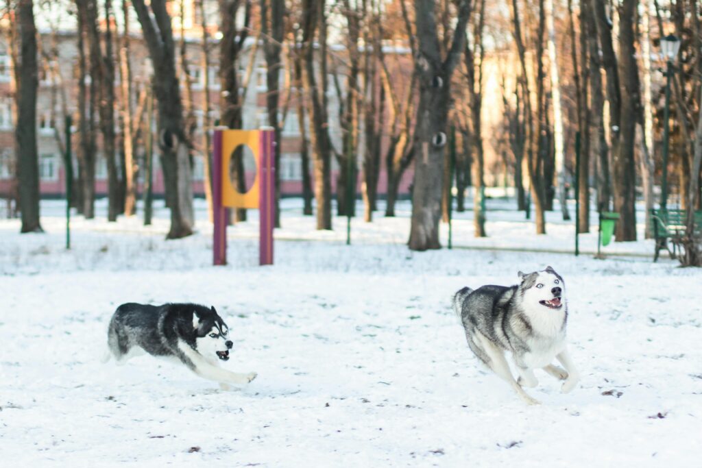 siberian huskies running