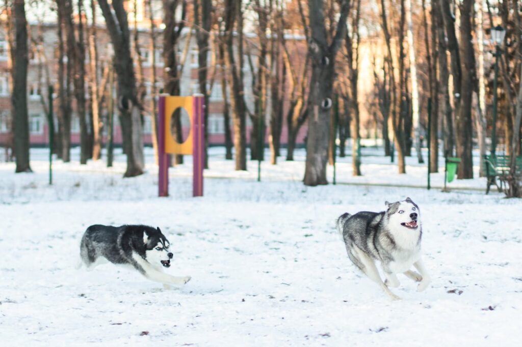 Siberian Huskies Running