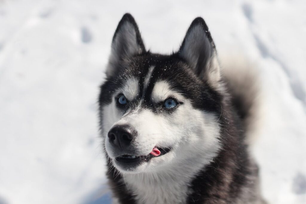 Siberian Huskey