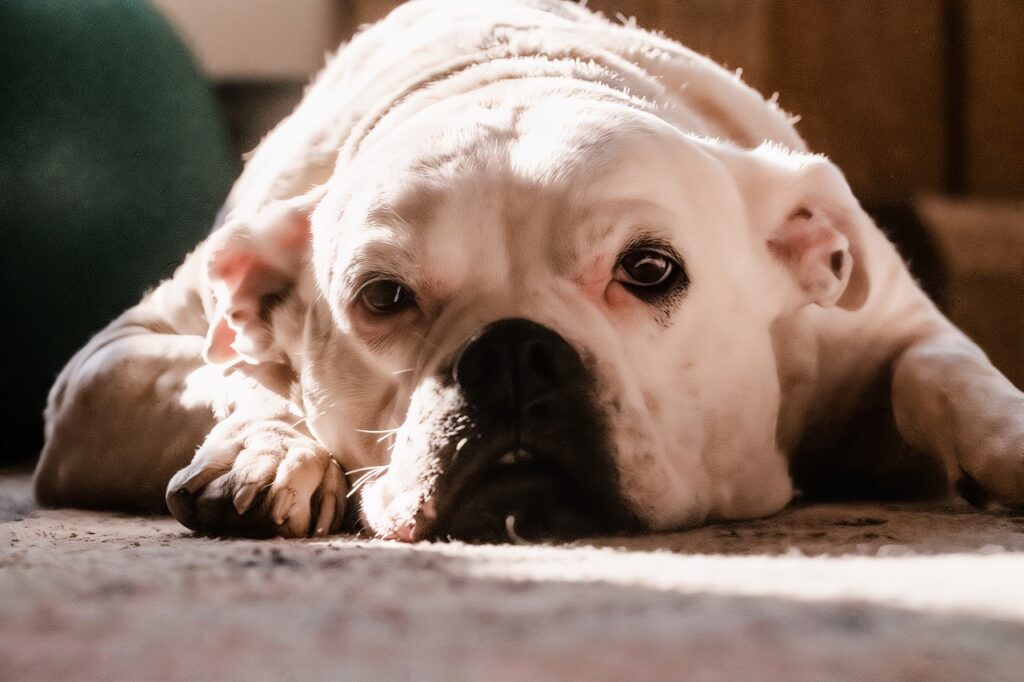 Close-Up Photo of a White American Bulldog