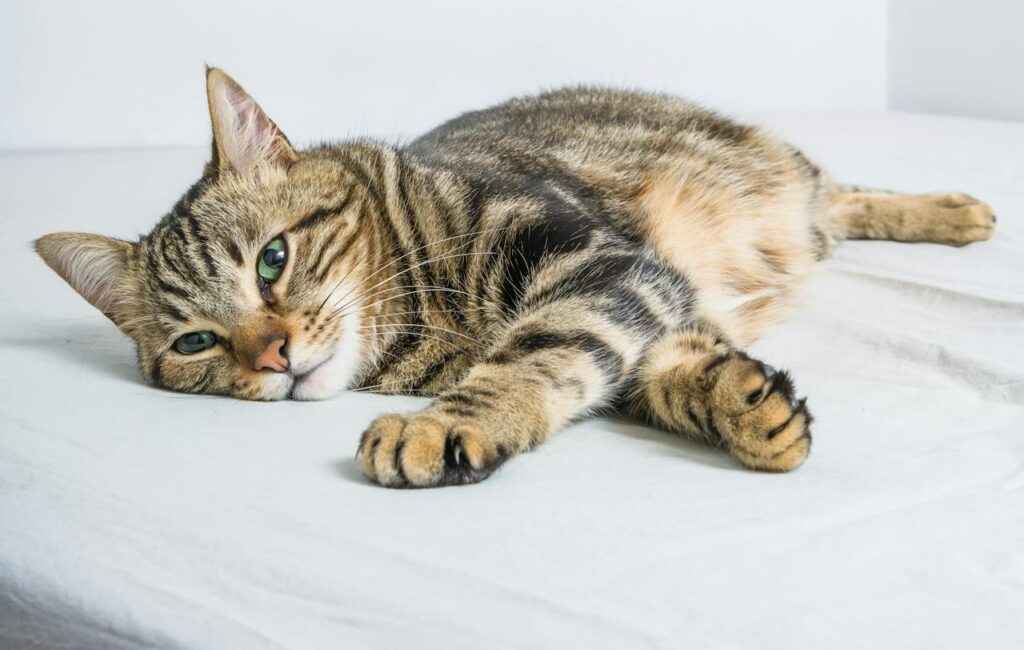 Domestic Shorthair
