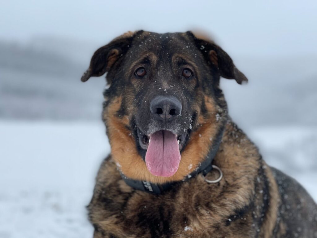 german shepherd
