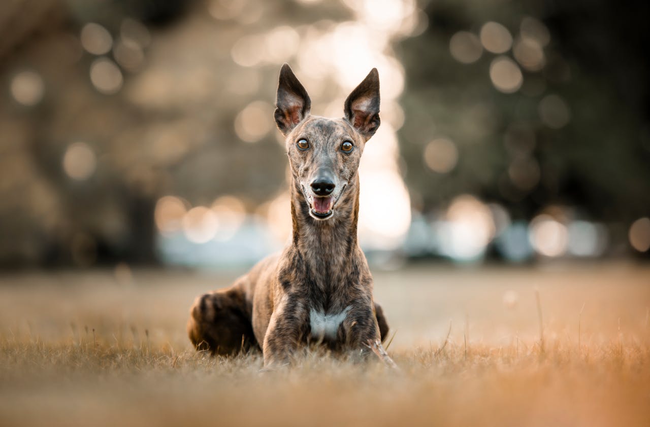 Greyhound dog in park