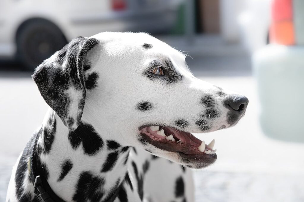 dalmatian