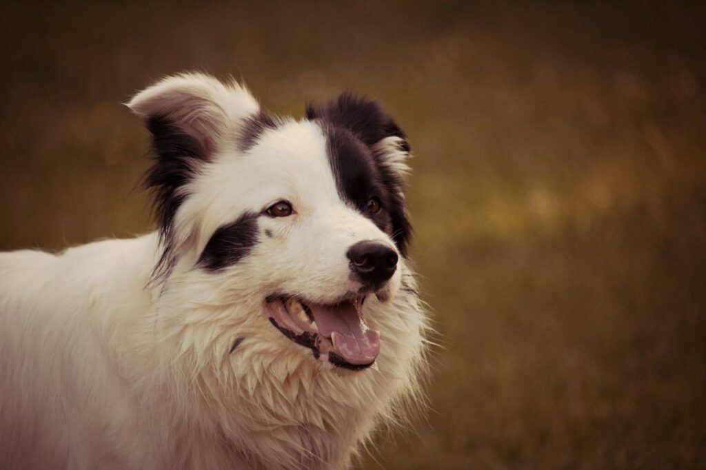 border collie
