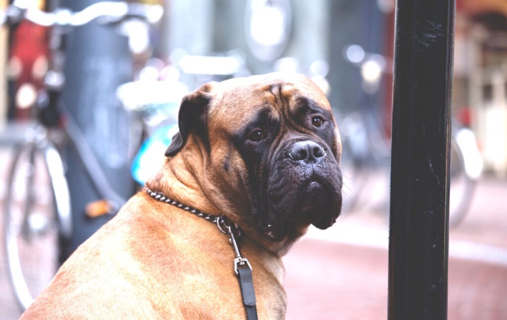 bull mastiff