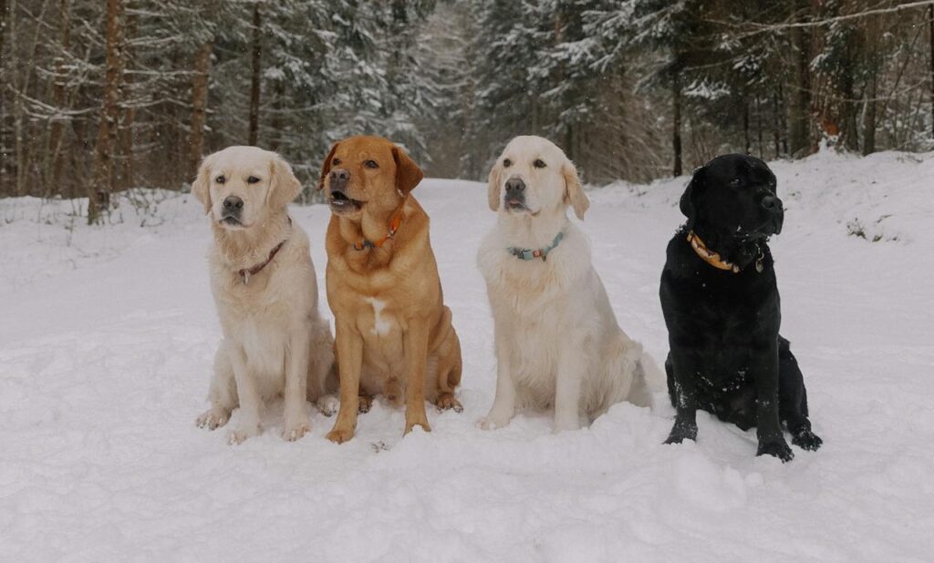 4 dogs sitting in snow
