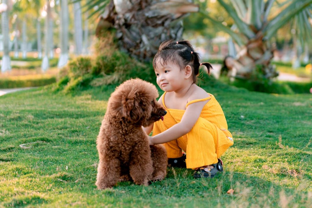 Poodle with a kid