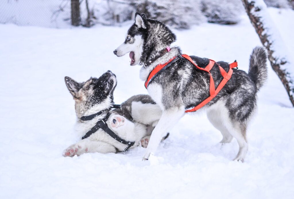 Dogs playing in snow
