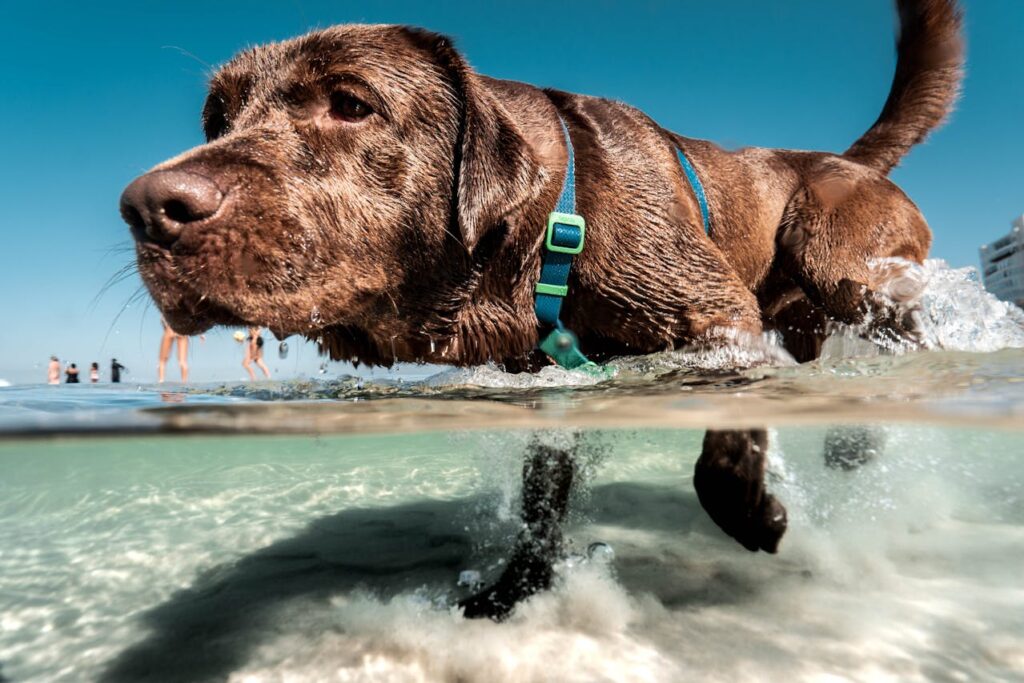 labrador